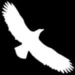 Ealing Eagles Running Club logo